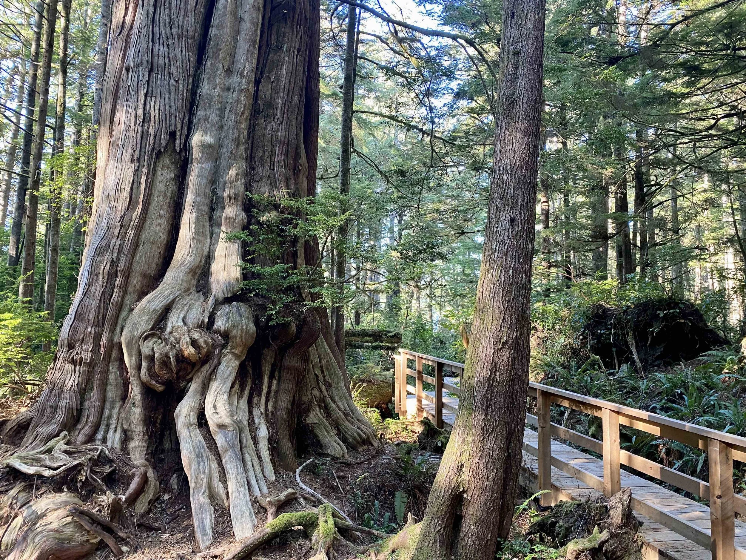 Mero Wings Forest Tree Pod 特大 メロウイングス Mero Wings Forest Tree Pod 特大 メロウイングス - メルカリ